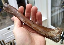 Fossil Seal Tibia(21 cm) - North Sea - Pleistocene