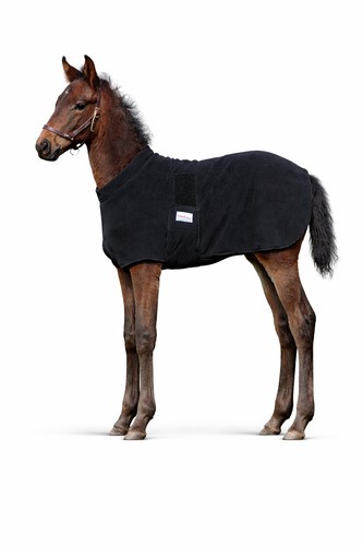 3ft newborn foal - newborn, saver