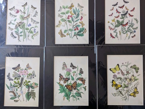Victorian butterfly print hand - victorian,