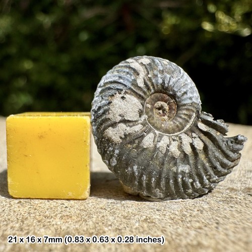 Cardioceras alphacordatum