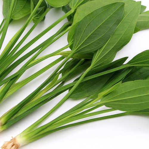 Echinodorus argentinensis - x, argentinensis-