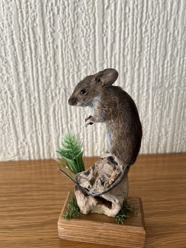 Taxidermy mouse - taxidermy,