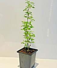 Pomegranate Plant Punica