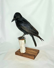 Taxidermy Carrion Crow (Corvus corone) Log no 231a. Height 40cm. Solid Wood Base