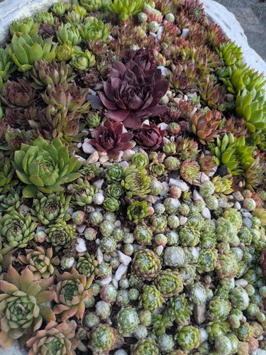 Sempervivum chicks clumping - 10,