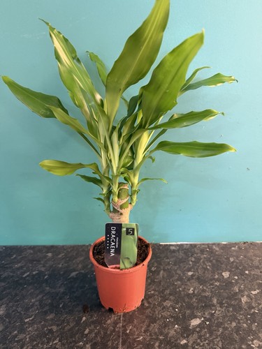 Dracaena fragrans dragon - dracaena,