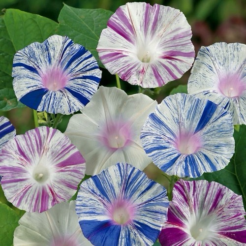 Morning glory carnival - morning,
