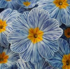 Primrose Mini Plug Plants Zebra Blue Flowers Perennial Hardy Primula, Pack of 5