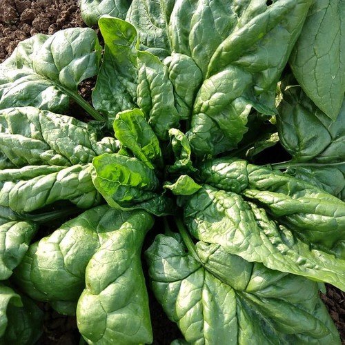 X12 x18 spinach - x18,