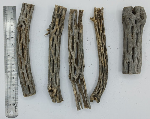Cholla cactus wood - cholla,