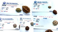 Certified Rudraksha 2,3,4,5,6 Mukhi Face Yoga Hindu Prayer Meditation Rare beads