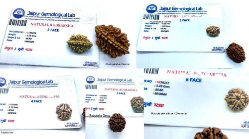 Certified rudraksha 5 6 - certified,