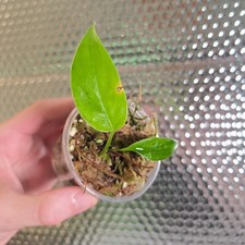 Anadendrum sp. Vietnam Very