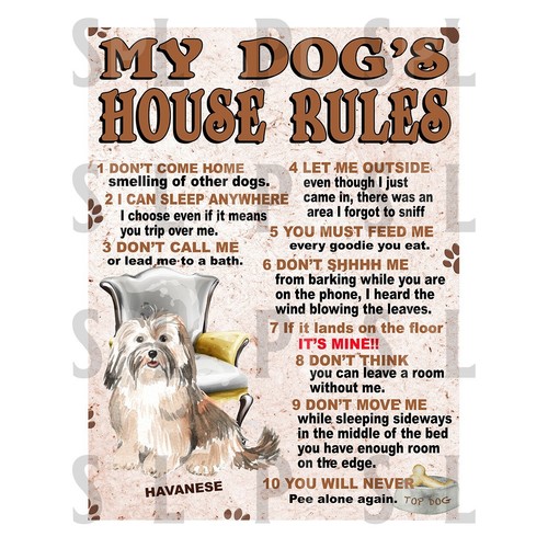 Havanese dog house rules - havanese, my