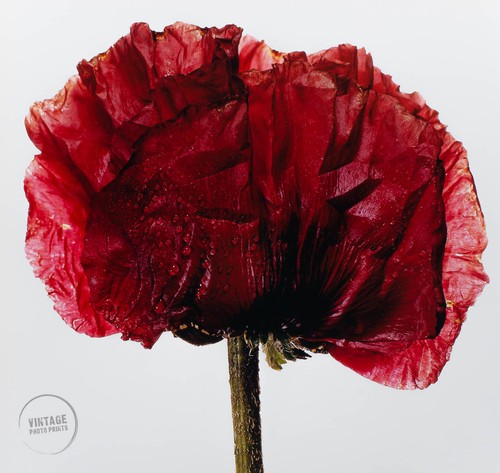 Vtg irving penn photo glowing - irving,