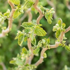 Corylus avellana 'Scooter' in