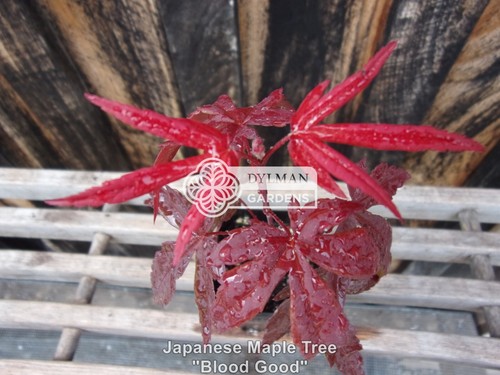 Japanese maple trees - maple, (acer