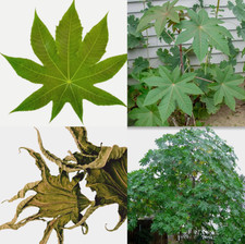 20+ Ricinus Communis Dried