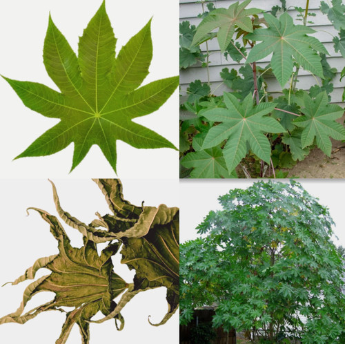 Ricinus communis dried - 20+,