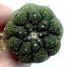 Copiapoa hypogaea cv. Lizard