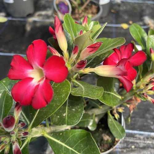 Adenium obesum anouk red - anouk,