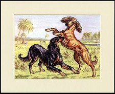 SALUKI TWO DOGS AT PLAY