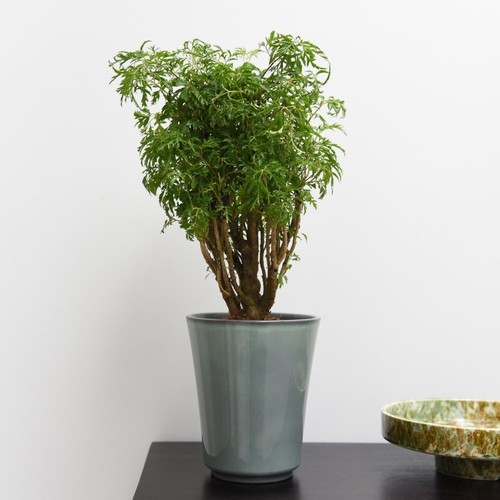 Polyscias fruticosa ming - polyscias,