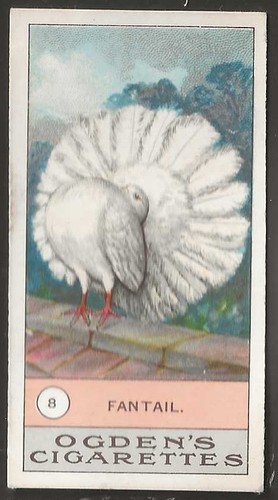 Ogdens fowls pigeons dogs - ogdens-fowls,