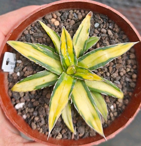 Agave victoriae reginae - agave, victoriae-reginae