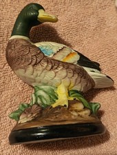 Mallard Duck Drake Standing In