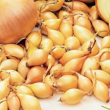 Onion Sets - STURON  Onion