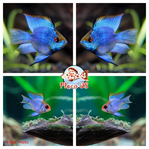 Trio cichlid rams - trio,