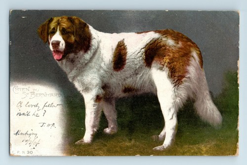 Vintage postcard chien - vintage, postcard,
