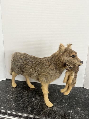 Fox coyote animal standing - fox?,