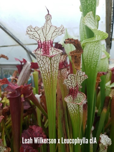 Sarracenia leah wilkerson x - sarracenia,