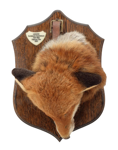 Taxidermy fox head - fox,