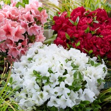 Set of 3 Azalea Encore