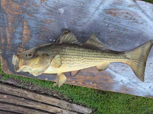 Vintage striped bass - vintage,