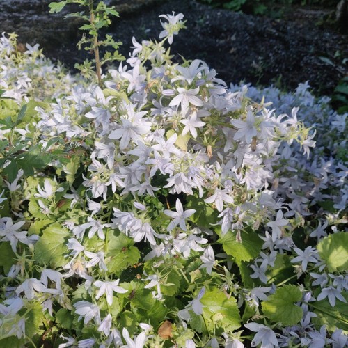 Campanula frost - ‘e., h.