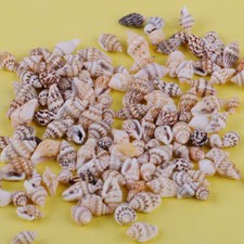 100pcs small sea shells - small,
