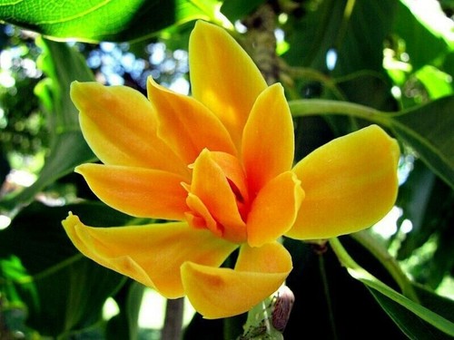 Yellow butterfly magnolia - 20,
