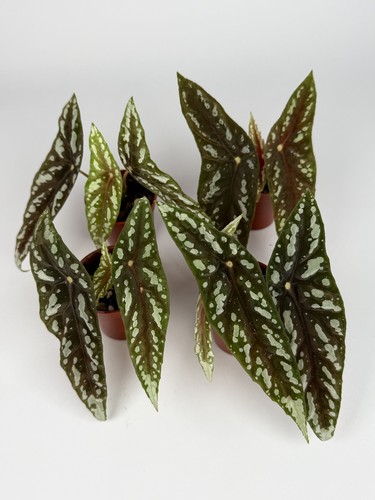 Begonia lubbersii very rare - begonia,