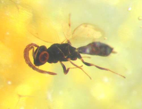 Pliocene amber kenya africa - pliocene,