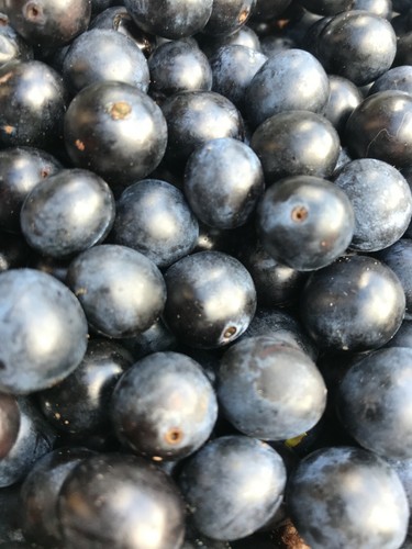 Sloe berries - , (prunus