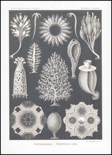 1904 Lithograph CALCISPONGIAE Sea Marine Cellular Sponges Haeckel (EH5)