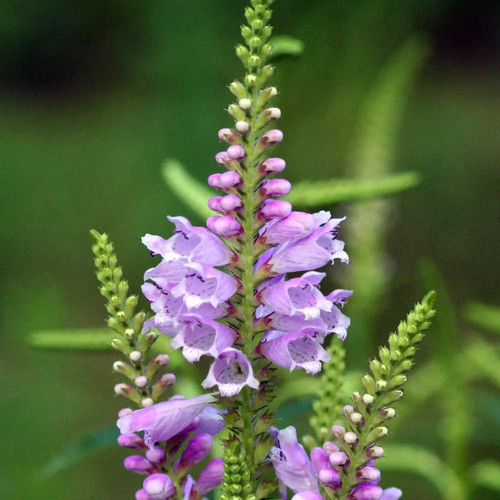 Physostegia bouquet rose - 'bouquet, rose'