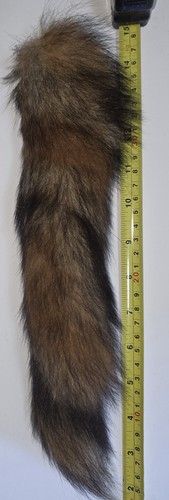 Fox tail taxidermy genuine - taxidermy,