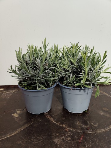 Lavender angustifolia 1l - 2, 'angustifolia'