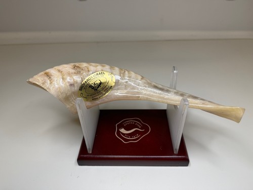 Authentic shofar from israel - authentic,