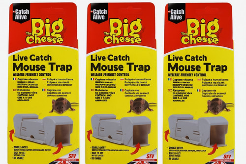 Big cheese live catch mouse - live,